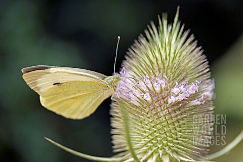 CABBAGE_WHITE_BUTTERFLY_ON_DIPSACUS_FULLONUM__TEASEL