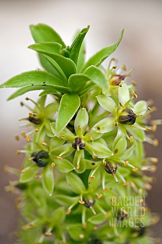 EUCOMIS_FLOWER_TURNING_TO_SEED__PINEAPPLE_LILY