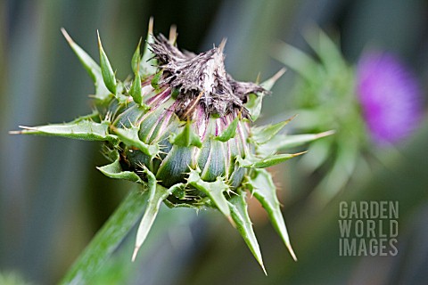 THISTLE_HEAD_AFTER_FLOWERING__SEPTEMBER