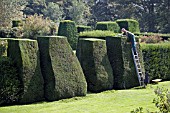 HEDGE TRIMMING AT RENISHAW HALL,  SHEFFIELD,  SEPTEMBER