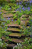 MOSSY STEPS AND HYACINTHOIDES NON SCRIPTA,  ENGLISH BLUEBELLS