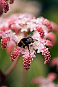 BEE,  ON RODGERSIA FLOWER