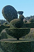 TOPIARY PEACOCK AT FELLEY PRIORY GARDEN,  NOTTINGHAMSHIRE