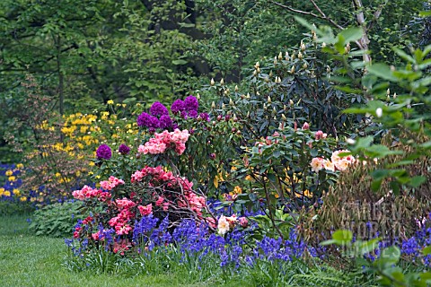 RHODODENDRONS_AND_HYACINTHOIDES_NON_SCRIPTA_IN_MIXED_SPRING_BORDER