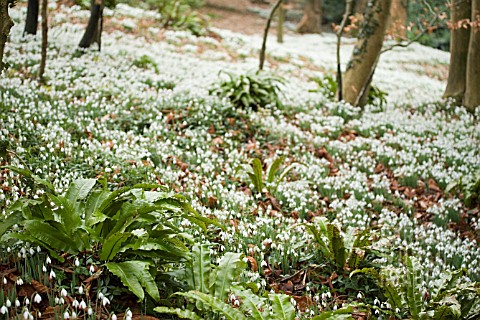 FERNS_AND_GALANTHUS__SNOWDROP_WOOD_AT_PAINSWICK_ROCOCCO_GARDEN
