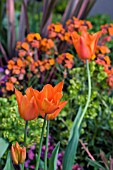 TULIPS IN MIXED SPRING BORDER