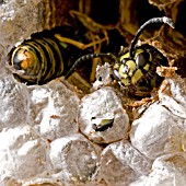 WASPS EMERGING FROM WASP CAKE
