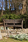 EMPTY BENCH AND GALANTHUS,  SNOWDROPS