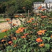 MANIPULATED TITHONIA ROTUNDIFOLIA TORCH AT THE GARDEN OF THE CHATEAU OF LA ROCHE GUYON