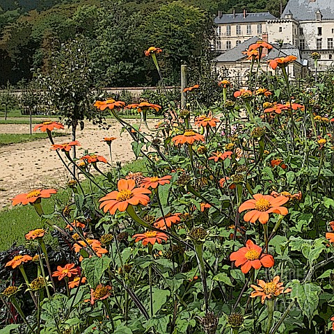 MANIPULATED_TITHONIA_ROTUNDIFOLIA_TORCH_AT_THE_GARDEN_OF_THE_CHATEAU_OF_LA_ROCHE_GUYON