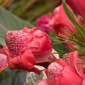 RED TORCH GINGER