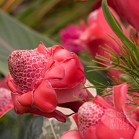 RED_TORCH_GINGER