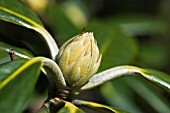 RHODODENDRON BUD