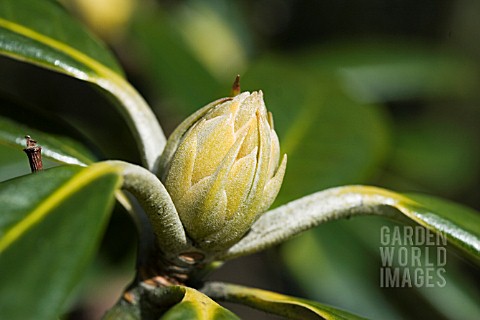 RHODODENDRON_BUD
