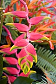HELICONIA ROSTRATA TEN DAY WONDER,  LOBSTER CLAW