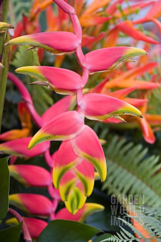 HELICONIA_ROSTRATA_TEN_DAY_WONDER__LOBSTER_CLAW