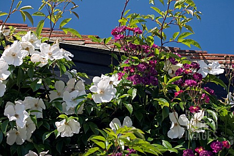 CLIMBING_ROSES_ON_WALL_OF_HOUSE__IN_ASSOCIATION