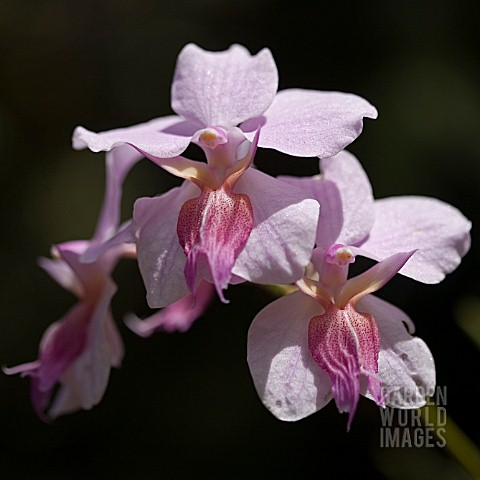 PINK_ORCHIDS