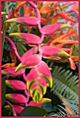 HELICONIA ROSTRATA TEN DAY WONDER,  LOBSTER CLAW,  POSTERISED