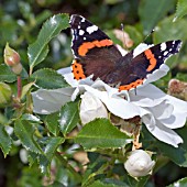 BUTTERFLY ON ROSE
