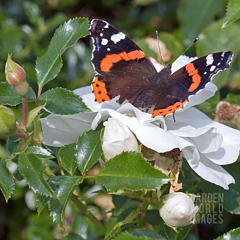 BUTTERFLY_ON_ROSE