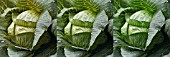 CABBAGE TRIPTYCH MANIPULATED