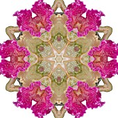 ORCHIDS, KALEIDOSCOPIC, MANIPULATED