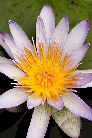 NYMPHAEA__WATER_LILY