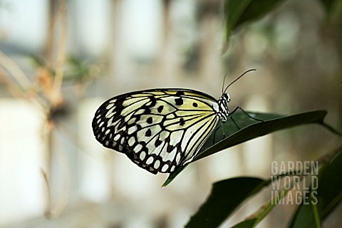 BLACK_AND_WHITE_BUTTERFLY