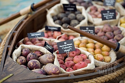 POTATOES_DISPLAYED_IN_ROWING_BOAT_AT_SHREWSBURY_FLOWER_SHOW