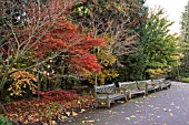 VIEW OF ACER WALK WITH RED ACER PALMATUM AT BIRMINGHAM BOTANICAL GARDENS AND GLASSHOUSES, NOVEMBER