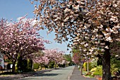 STREET LINED WITH FLOWERING CHERRY TREES