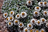 HELICHRYSUM SESSILOIDES