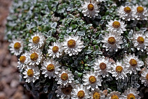 HELICHRYSUM_SESSILOIDES