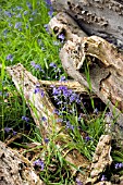 HYACINTHOIDES NON SCRIPTA,  ENGLISH BLUEBELLS,  WITH DEAD TREE TRUNK
