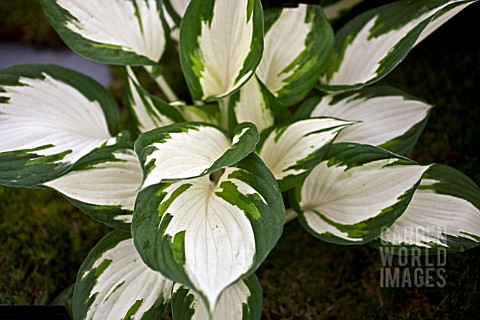 HOSTA_FIRE_AND_ICE