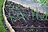 VEGETABLE GROWING IN SMALL SPACES IN SUBURBAN GARDEN - ONIONS