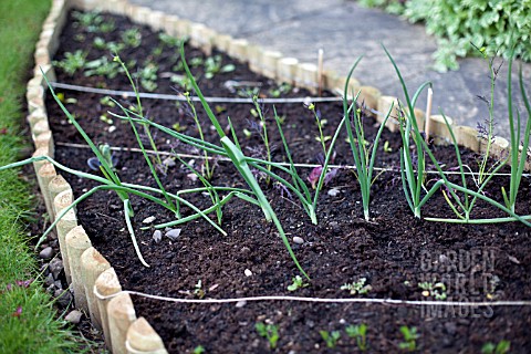VEGETABLE_GROWING_IN_SMALL_SPACES_IN_SUBURBAN_GARDEN__ONIONS