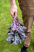 VEGETABLE GROWING IN SMALL SPACES IN SUBURBAN GARDEN - HARVESTED PURPLE KALE