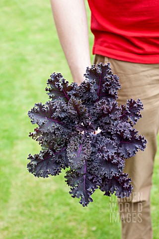VEGETABLE_GROWING_IN_SMALL_SPACES_IN_SUBURBAN_GARDEN__HARVESTED_PURPLE_KALE