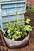 VEGETABLE GROWING IN SMALL SPACES IN SUBURBAN GARDEN - DWARF RUNNER BEANS