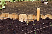 VEGETABLE GROWING IN SMALL SPACES IN SUBURBAN GARDEN - SWISS CHARD SEEDLINGS