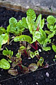 VEGETABLE GROWING IN SMALL SPACES IN SUBURBAN GARDEN - SWISS CHARD