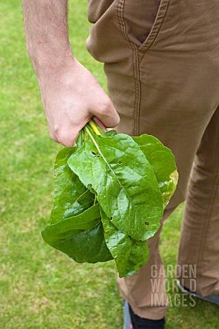 VEGETABLE_GROWING_IN_SMALL_SPACES_IN_SUBURBAN_GARDEN__HARVESTED_SWISS_CHARD