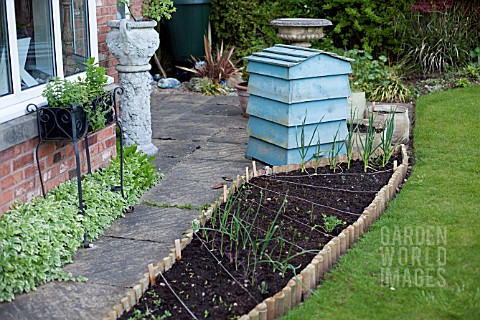 VEGETABLE_GROWING_IN_SMALL_SPACES_IN_SUBURBAN_GARDEN__YOUNG_PLANTS