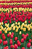 RED AND YELLOW TULIPS