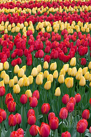RED_AND_YELLOW_TULIPS