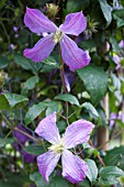 CLEMATIS MRS T. LUNDELL