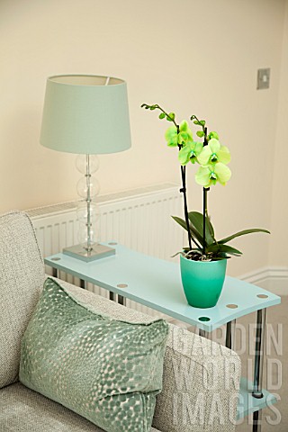 DYED_PHALAENOPSIS_IN_MODERN_HOME