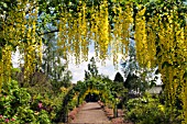 LABURNUM WALK AT THE GARDEN AT THE BANNUT,  BRINGSTY,  HEREFORDSHIRE,  MAY